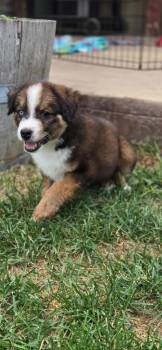 Koneko -  Australian Shepherd and Retriever Dog for Adoption in Fort Lupton, Colorado - Koneko | PetCurious