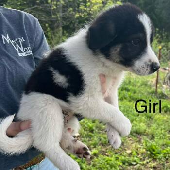 Anatolian Shepherd and Shepherd Dogs Available for Adoption in Pittsburg, Kansas - Ireland | PetCurious