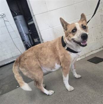 HONEY -  Australian Cattle Dog Blue Heeler and Mixed Breed Dog for Adoption in San Bernardino, California - HONEY | PetCurious