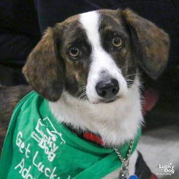 Rescue Corgi Dogs for Adoption in Washington, District Of Columbia - Opal | PetCurious