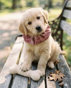 Golden Retriever Dogs Available for Adoption in Crown Point, Indiana - Taffi | PetCurious