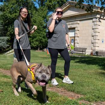 Sophia Gianna -  Cane Corso Dog for Adoption in Baltimore, Maryland - Sophia Gianna | PetCurious