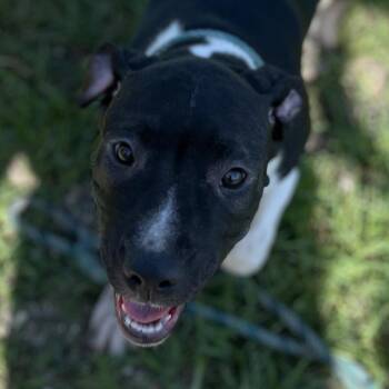 Aura -  Boxer Dog Available for Adoption in Sarasota, Florida - Aura | PetCurious