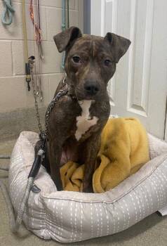 Whippet Dogs Available for Adoption in Hopkinsville, Kentucky - Ronnie | PetCurious