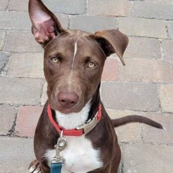 KENNEDY -  Mixed Breed Dog for Adoption in Fernandina Beach, Florida - KENNEDY | PetCurious