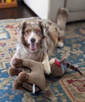 Madison -  Australian Shepherd Dog for Adoption in Oklahoma City, Oklahoma - Madison | PetCurious