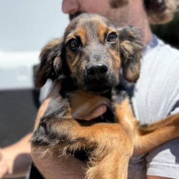 Caesar -  Spaniel Dog for Adoption in Columbia, South Carolina - Caesar | PetCurious