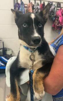 Indigo -  Siberian Husky and Mixed Breed Dog for Adoption in Kansas City, Missouri - Indigo | PetCurious