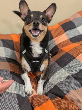 Rescue Chihuahua and Terrier Dogs for Adoption in Baton Rouge, Louisiana - KJ | PetCurious