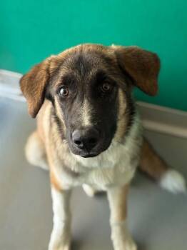 A255859 -  Great Pyrenees and Mixed Breed Dog for Adoption in Visalia, California - A255859 | PetCurious