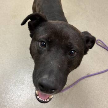 Black Labrador Retriever and Mixed Breed Dogs Available for Adoption in Lynchburg, Virginia - Travis | PetCurious
