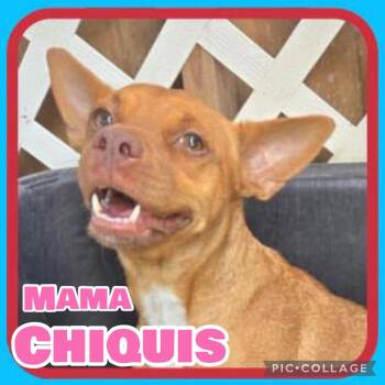Mama Chiquis -  Chihuahua and Terrier Dog for Adoption in Ringwood, New Jersey - Mama Chiquis | PetCurious