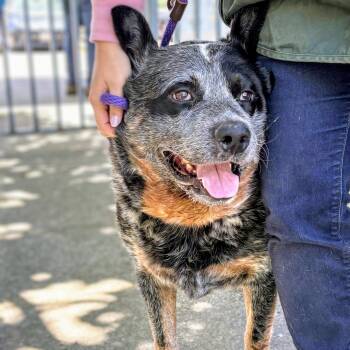 Buddy -  Australian Cattle Dog Blue Heeler Dog for Adoption in Oakland, California - Buddy | PetCurious