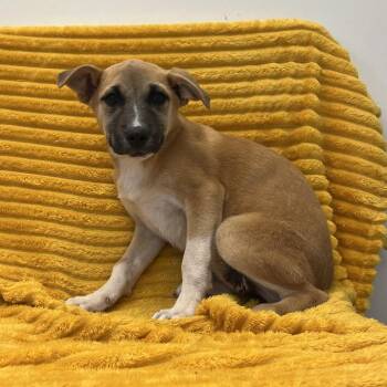 Quack -  Retriever and Shepherd Dog for Adoption in Kanab, Utah - Quack | PetCurious