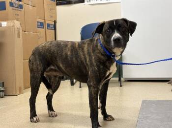 American Staffordshire Terrier and Mixed Breed Dogs Available for Adoption in Grand Prairie, Texas - SPARKLE | PetCurious