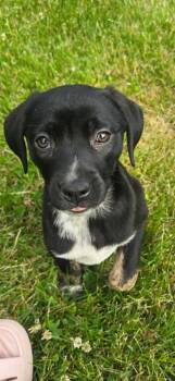 Maisie -  Mixed Breed Dog for Adoption in Riverdale, New Jersey - Maisie | PetCurious