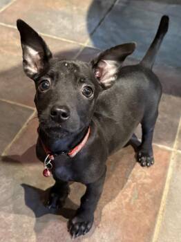 Hubble -  Chihuahua Dog for Adoption in Tucson, Arizona - Hubble | PetCurious