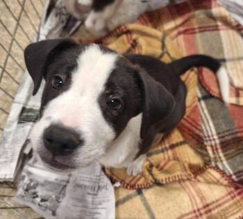 BooBoo -  Border Collie Dog for Adoption - BooBoo | PetCurious