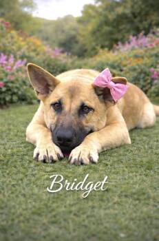 Bridget -  Shepherd Dog for Adoption in Lucas, Texas - Bridget | PetCurious