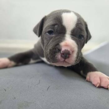 Cory Matthews -  Pit Bull Terrier and Labrador Retriever Dog for Adoption in East St. Louis, Illinois - Cory Matthews | PetCurious