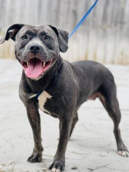 AC-4516 "Beth" -  Pit Bull Terrier Dog Available for Adoption in Conyers, Georgia - AC-4516 "Beth" | PetCurious