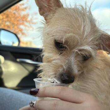 butters -  Terrier and Mixed Breed Dog Available for Adoption in Bellingham, Washington - Butters | PetCurious