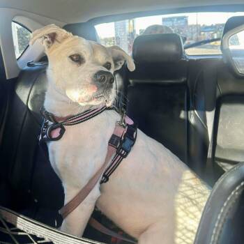 American Staffordshire Terrier Dogs Available for Adoption - Vanilla | PetCurious