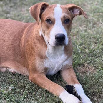 Hank -  Great Pyrenees and Hound Dog for Adoption in Atlanta, Texas - Hank | PetCurious