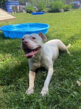 MOCHI -  Pit Bull Terrier Dog for Adoption - MOCHI | PetCurious