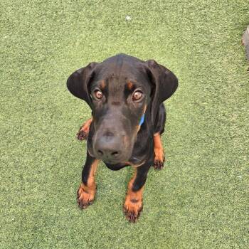 Finn 3598 (Lee pup blue) -  Doberman Pinscher Dog for Adoption in Oakland Park, Florida - Finn 3598 (Lee Pup Blue) | PetCurious