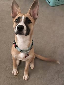 Rescue Shepherd and Mixed Breed Dogs for Adoption in Fort Worth, Texas - Lollipop | PetCurious