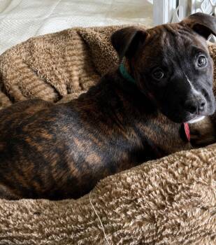 Grover -  Pit Bull Terrier and Australian Cattle Dog Blue Heeler Dog for Adoption in Nashville, Tennessee - Grover | PetCurious