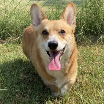 Pete -  Cardigan Welsh Corgi Dog for Adoption in Stillwater, Oklahoma - Pete | PetCurious