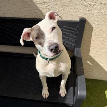 Socks -  Mixed Breed Dog for Adoption in Titusville, Florida - Socks | PetCurious