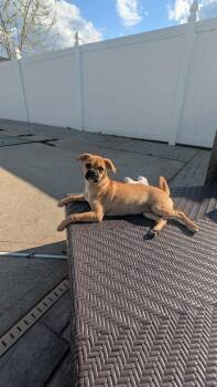 Viana -  Pug Dog for Adoption in Marlboro Township, New Jersey - Viana | PetCurious