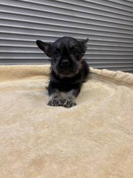 Terrier and Pug Dogs Available for Adoption in Ontario, California - CHARM | PetCurious