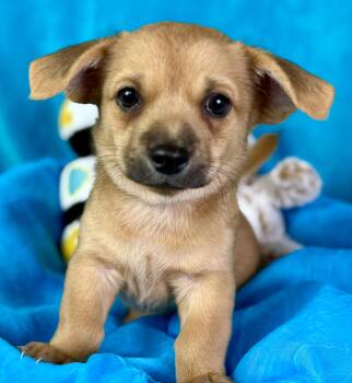 Rescue Chihuahua Dogs for Adoption in Hondo, Texas - Fang - Best Overbite In Texas Right Here! | PetCurious