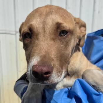 Mango -  Mixed Breed Dog for Adoption in Redwood Valley, California - Mango | PetCurious