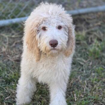 Curly -  Golden Retriever and Poodle Dog for Adoption in Council Bluffs, Iowa - Curly | PetCurious