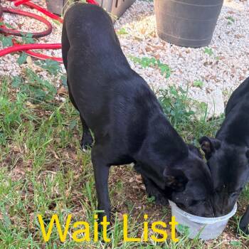 Maverick -  Mixed Breed Dog for Adoption in Livingston, Texas - Maverick | PetCurious