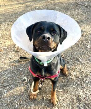 Mixed Breed Dogs Available for Adoption - Natalya | PetCurious