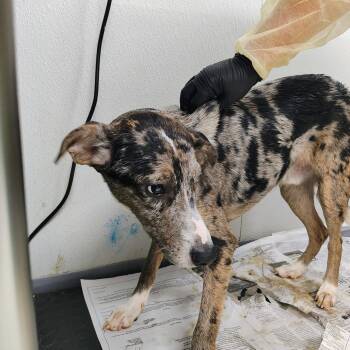 Rescue Catahoula Leopard Dog Dogs for Adoption in New Windsor, New York - Yoda | PetCurious