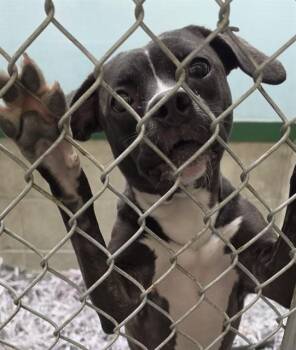 Pit Bull Terrier and Mixed Breed Dogs Available for Adoption in Anchorage, Alaska - SHADOW | PetCurious