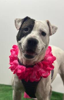 Pit Bull Terrier and Mixed Breed Dogs Available for Adoption in Carlsbad, California - Whoopi Goldberg-One Of Our Amazing Rescue Dogs | PetCurious