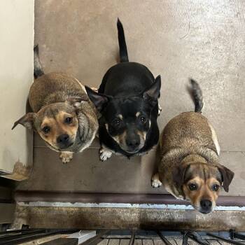 Francis - Butler Campus! -  Chihuahua and Dachshund Dog for Adoption in Flagstaff, Arizona - Francis - Butler Campus! | PetCurious