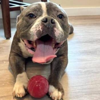 Pit Bull Terrier Dogs Available for Adoption in Naperville, Illinois - Lucky | PetCurious