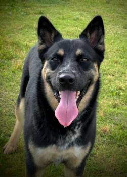 PIPER -  German Shepherd Dog and Australian Cattle Dog Blue Heeler Dog for Adoption in Lynn Haven, Florida - PIPER | PetCurious