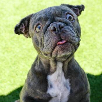 Cash -  French Bulldog Dog for Adoption in Newport Beach, California - Cash | PetCurious