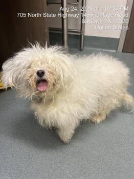 CRICKET -  Maltese and Poodle Dog for Adoption in Baytown, Texas - CRICKET | PetCurious