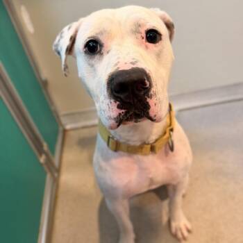 Pongo -  Pit Bull Terrier Dog for Adoption in Port Angeles, Washington - Pongo | PetCurious